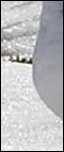 Schneehuhn